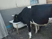 母牛, Holstein breed — 照片 2