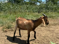 Cabro, Nubian Goat — foto 2