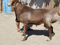 मेढ़ा, Arashan sheep — फ़ोटो 2