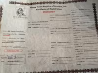 Yegua, Caballos — foto 5