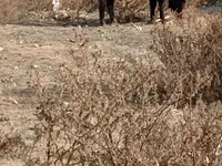 Toro, Ganado vacuno — foto 5