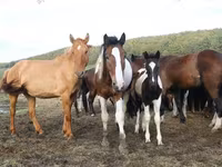 घोड़ी, Horse breed — फ़ोटो 5