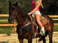 Yegua, Quarter Horse — foto 8