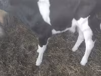 Toro, Raza Holstein — foto 3