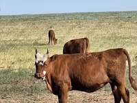 Vaca, Raza Kalmyk — foto 1