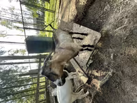 बकरा, LaMancha goats — फ़ोटो 1