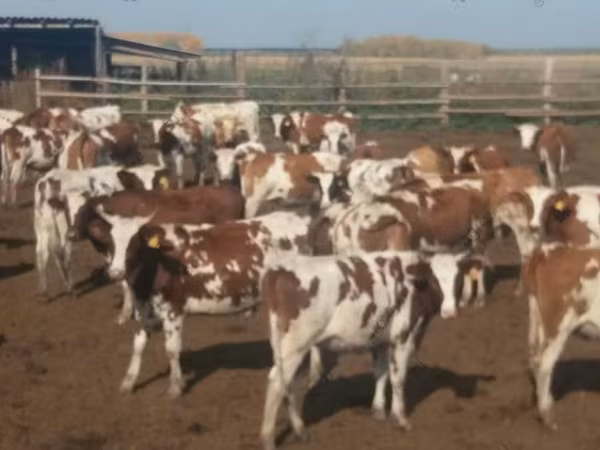 بقرة, Swiss cattle