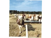 Vaca, Montbéliarde — foto 2