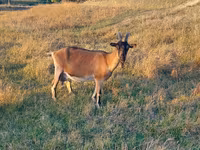 बकरी, Alpine goat — फ़ोटो 2