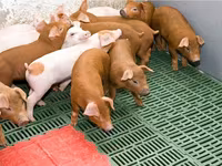 मेढ़ा, Edilbay sheep — फ़ोटो 2