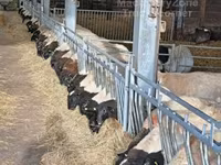 Carnero, Dorper sheep — foto 5