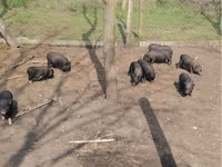 Sow, Вьетнамская вислобрюхая — photo 1