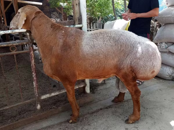 मेढ़ा, भेड़
