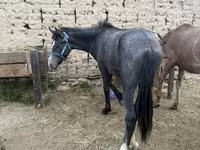 Hengst, Friesian sport horse — Foto 1