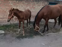 فرس, Thoroughbred horse — الصورة 2