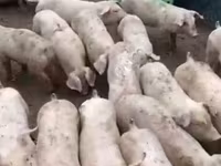 नर सूअर, सूअर — फ़ोटो 3