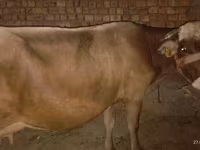 بقرة, Ukrainian Brown Dairy Cattle — الصورة 1