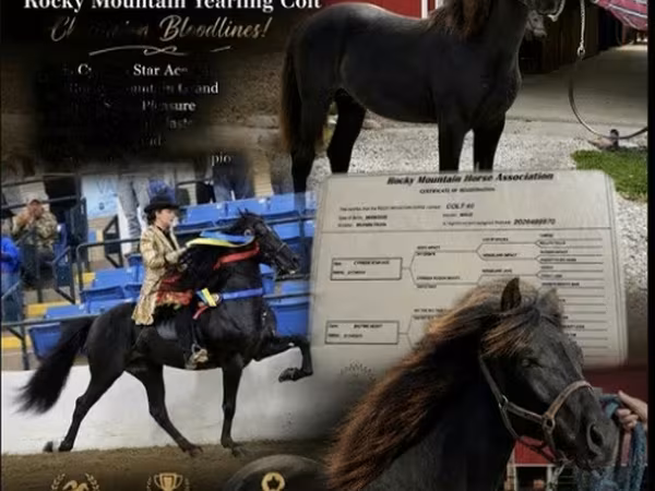 Caballo, Rocky Mountain Horse