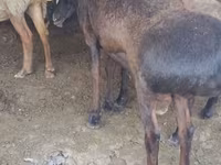 Carnero, Hissar sheep — foto 4