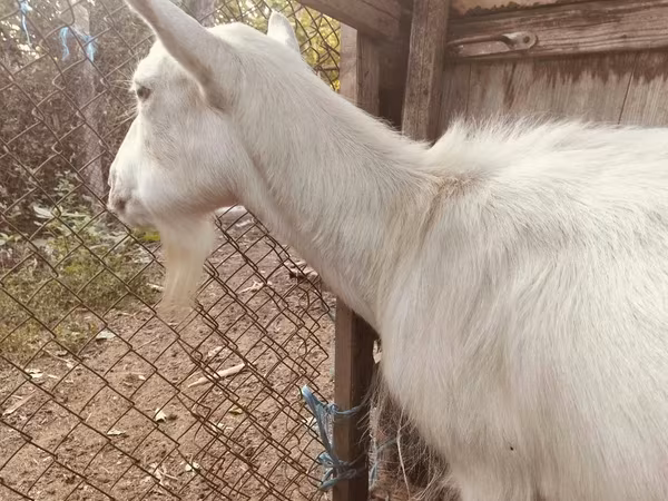 母山羊, Saanen goat