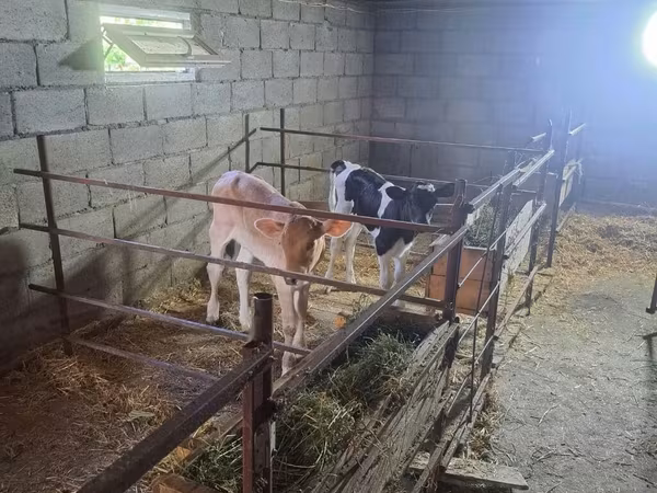 Holstein breed