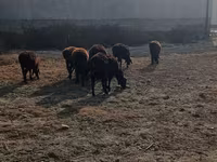 Toro, Ganado vacuno — foto 1