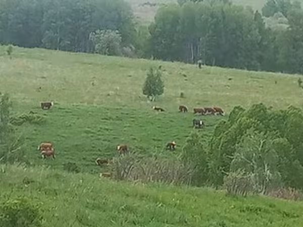 Hereford