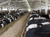 Vaca, Yaroslavl cattle — foto 4