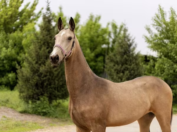 Yegua, Akhal-Teke