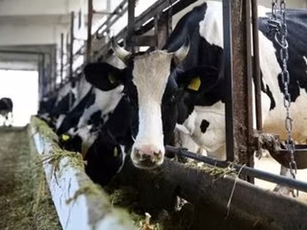 Holstein breed