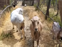 बकरा, LaMancha goats — फ़ोटो 5