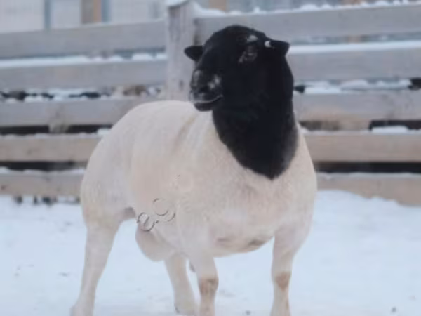 Carnero, Dorper sheep