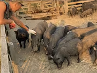Boar, Вьетнамская вислобрюхая — photo 3
