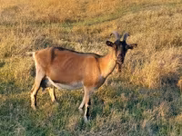 बकरी, Alpine goat — फ़ोटो 1
