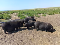 Boar, Вьетнамская вислобрюхая — photo 7