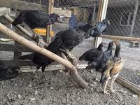 Chickens — الصورة 4