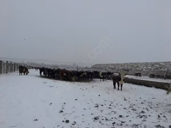 Vaca, Hereford