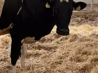 Kuh, Holstein-Rasse — Foto 8