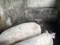 母猪, Крупная белая — 照片 2