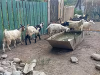 Cabro, Pomellata goat — foto 7
