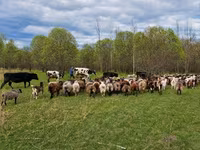 母牛, Cattle — 照片 1