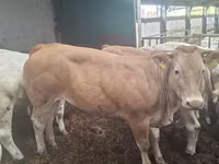 Kuh, Blonde d’Aquitane cattle — Foto 4