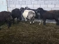 Oveja, Ovejas — foto 2