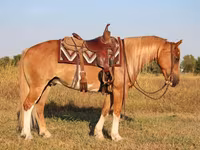 حصان, Gypsy horse — الصورة 4