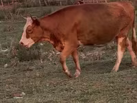 بقرة, Latvian Blue cattle — الصورة 5