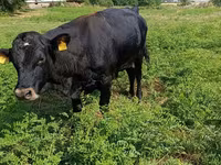 Toro, Vaca roja sin cuernos — foto 5