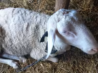 Carnero, Awassi sheep — foto 3