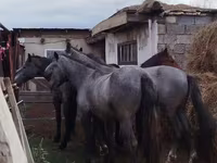 Конь, Породы лошадей — фото 1