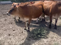 Cow, Jersey breed — photo 3