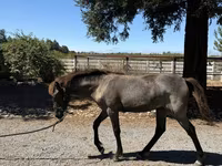 Mare, Rocky Mountain Horse — photo 7